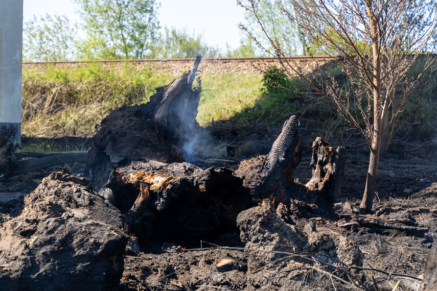 Płoną trawy, strażacy apelują i ostrzegają zdjęcie nr 260842