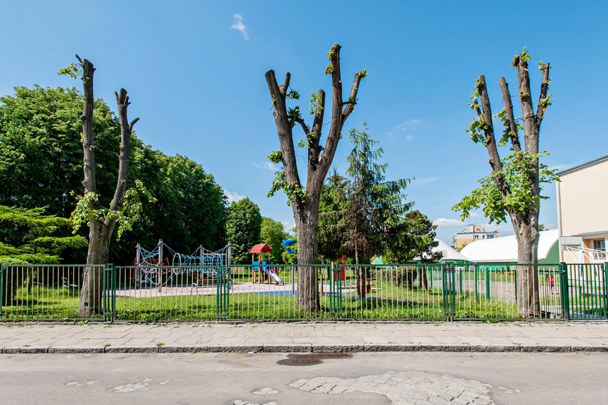 Greenwashing po elbląsku zdjęcie nr 262865