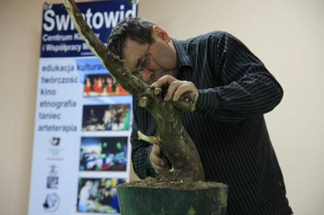 Sztuka bonsai zdjęcie nr 21361