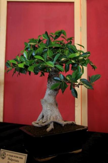 Sztuka bonsai zdjęcie nr 21351
