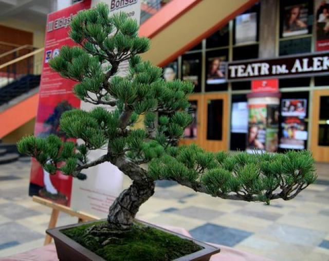 Sztuka bonsai zdjęcie nr 21363