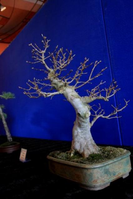 Sztuka bonsai zdjęcie nr 21341