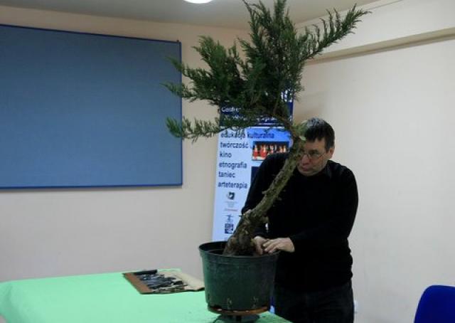 Sztuka bonsai zdjęcie nr 21355