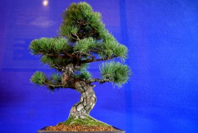 Sztuka bonsai zdjęcie nr 21339
