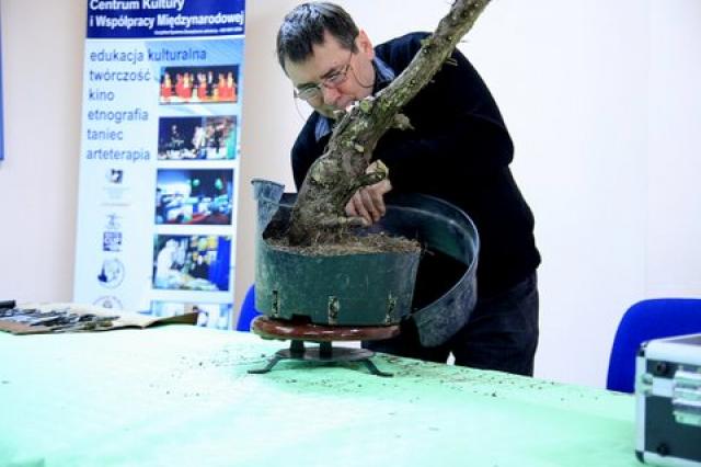 Sztuka bonsai zdjęcie nr 21356