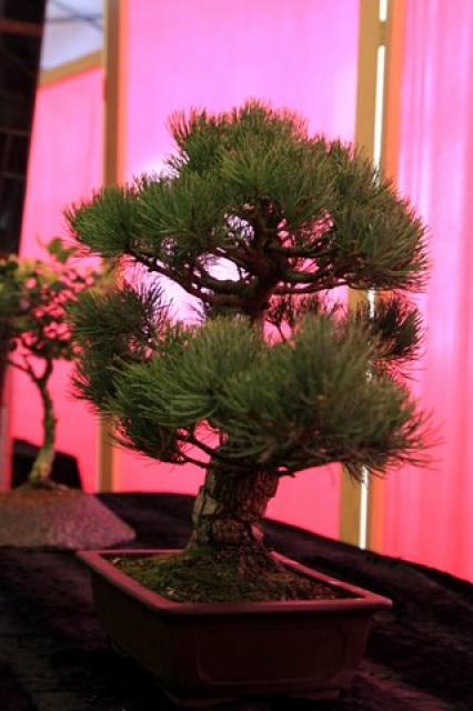 Sztuka bonsai zdjęcie nr 21345