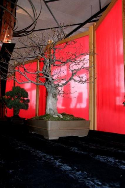 Sztuka bonsai zdjęcie nr 21346