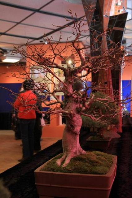 Sztuka bonsai zdjęcie nr 21347