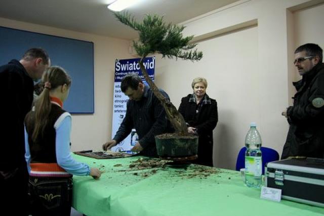 Sztuka bonsai zdjęcie nr 21362
