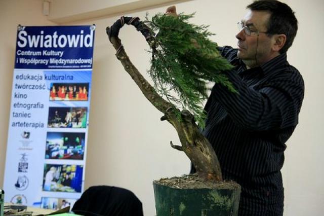 Sztuka bonsai zdjęcie nr 21365