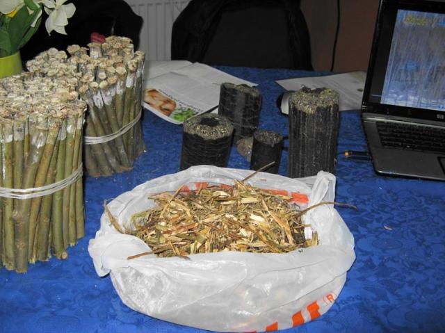 Dzień Wierzby zdjęcie nr 21833