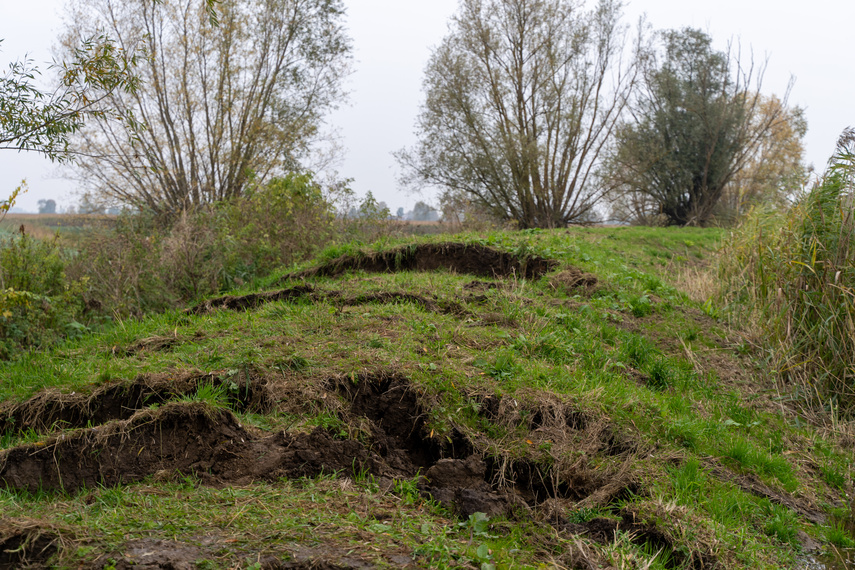 Przerwany wał na rzece Tina. Winne bobry zdjęcie nr 271561