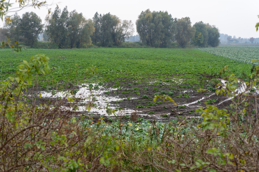 Przerwany wał na rzece Tina. Winne bobry zdjęcie nr 271565