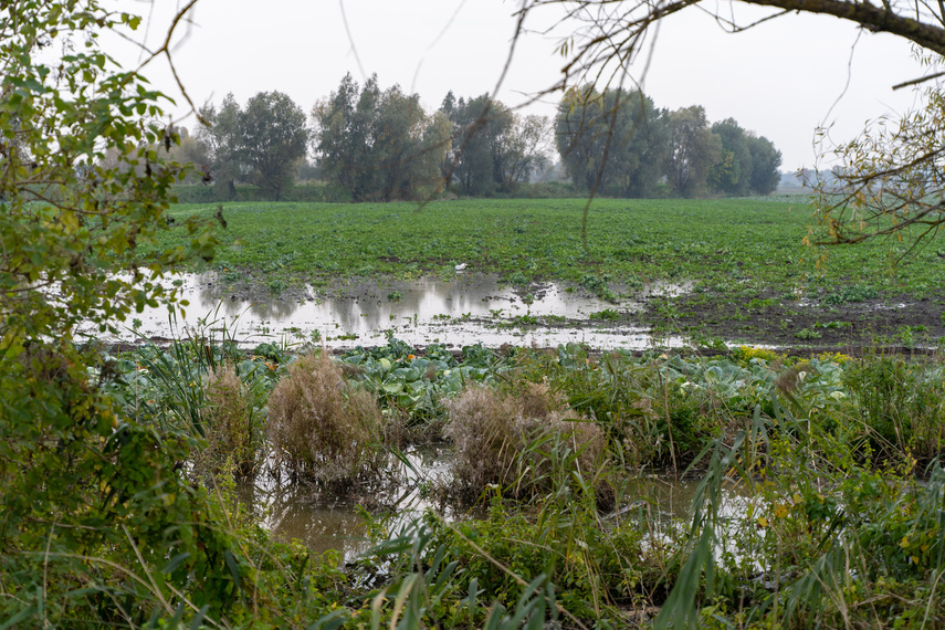 Przerwany wał na rzece Tina. Winne bobry zdjęcie nr 271568