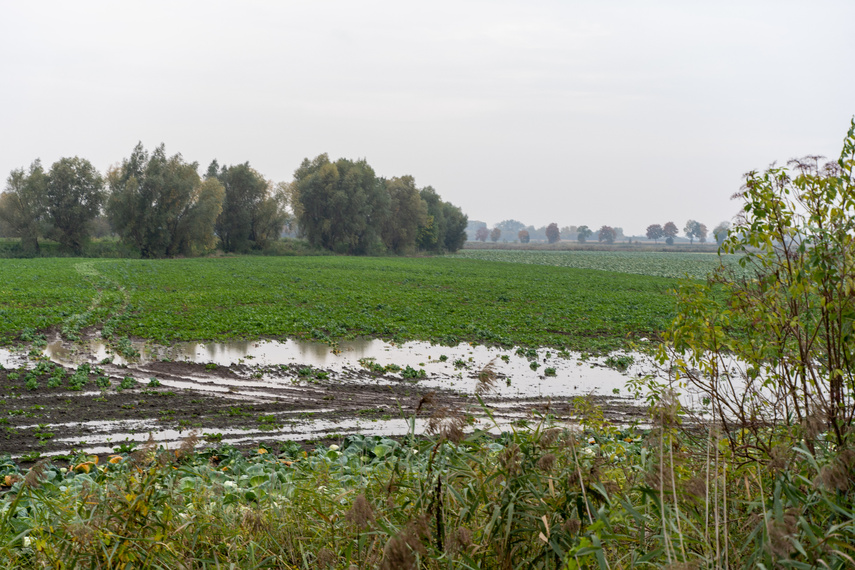 Przerwany wał na rzece Tina. Winne bobry zdjęcie nr 271575