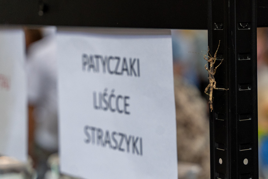 Odrobina egzotyki zdjęcie nr 292041