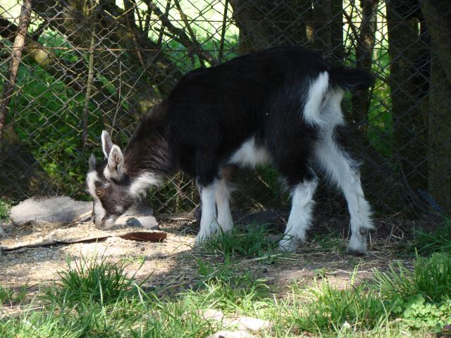 Dzień Dziecka w Nowej Holandii zdjęcie nr 23779