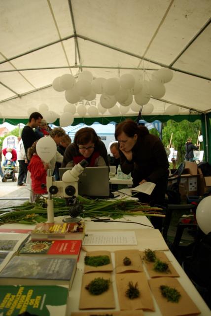 BioBlitz w Nowym Dworze Gdańskim zdjęcie nr 25463