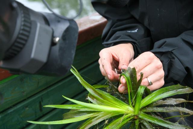 BioBlitz w Nowym Dworze Gdańskim zdjęcie nr 25461