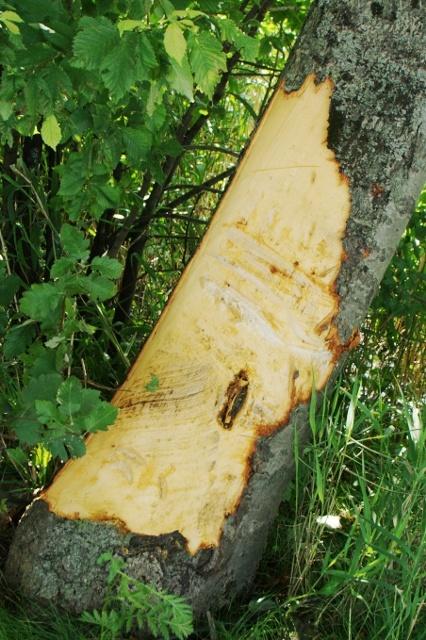 Tragiczny wypadek opla vectry - trzy osoby nie żyją zdjęcie nr 25945