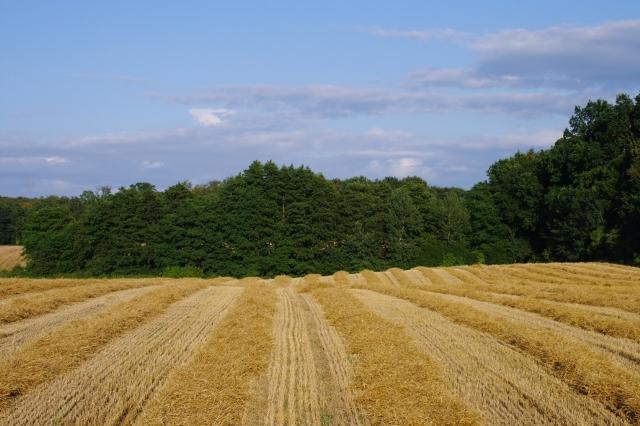 Elbląskie żniwa zdjęcie nr 26175