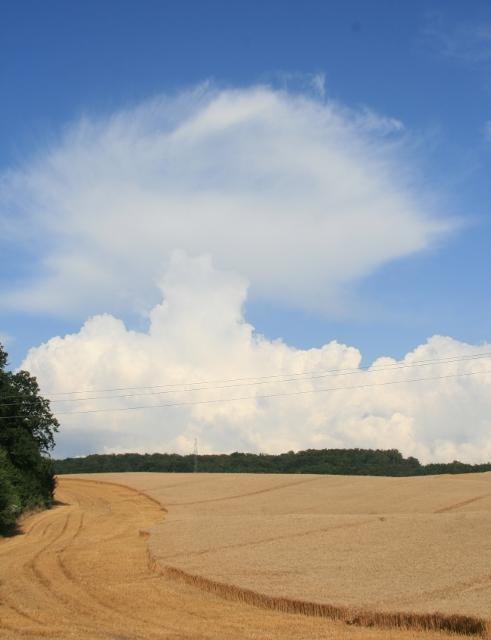 Elbląskie żniwa zdjęcie nr 26173