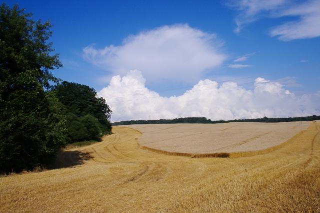 Elbląskie żniwa zdjęcie nr 26169