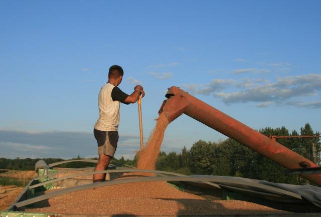 Elbląskie żniwa zdjęcie nr 26186