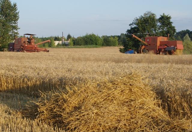 Elbląskie żniwa zdjęcie nr 26181