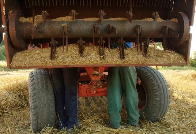 Elbląskie żniwa zdjęcie nr 26174