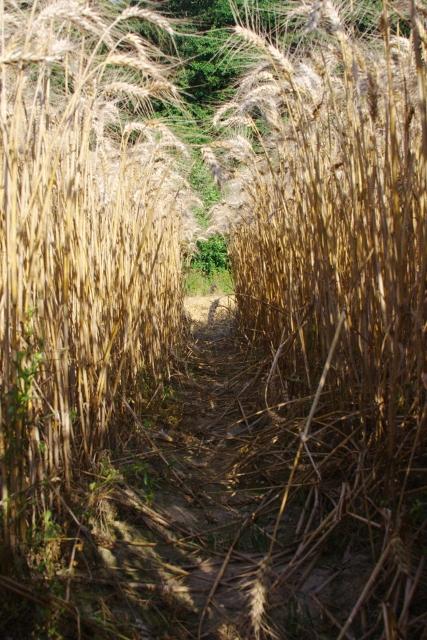 Elbląskie żniwa zdjęcie nr 26184