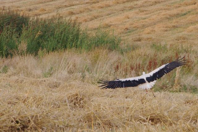Elbląskie żniwa zdjęcie nr 26177