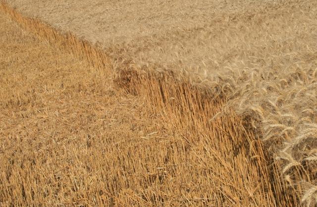 Elbląskie żniwa zdjęcie nr 26182