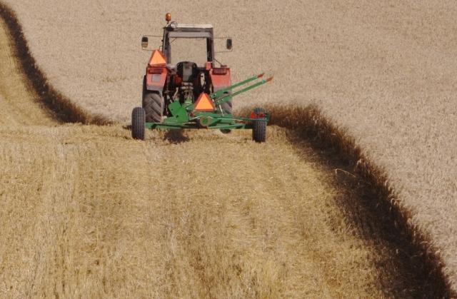 Elbląskie żniwa zdjęcie nr 26180