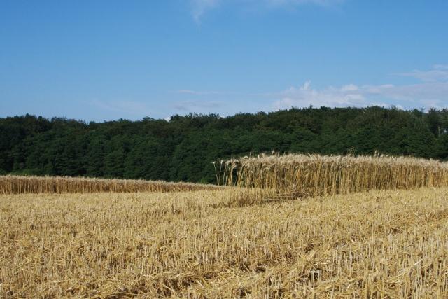 Elbląskie żniwa zdjęcie nr 26171