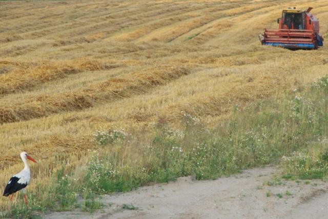 Elbląskie żniwa zdjęcie nr 26189