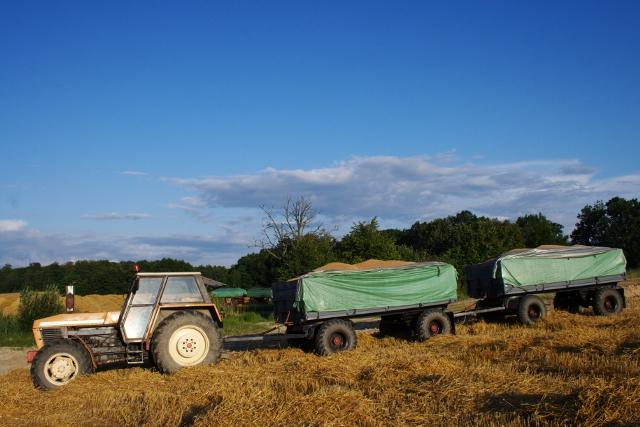 Elbląskie żniwa zdjęcie nr 26185