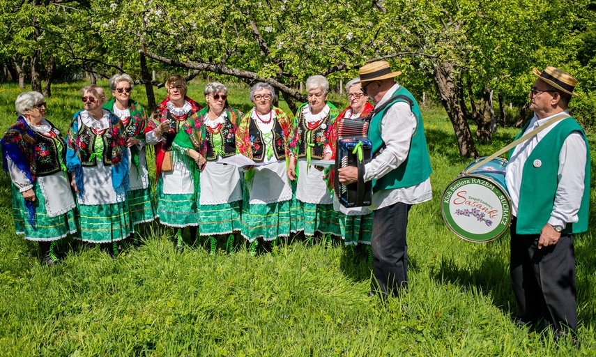 Elbląg sasanki