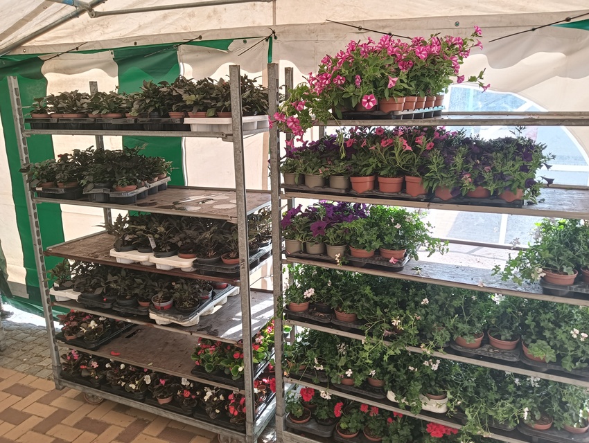 Przynieśli odpady, wyszli z kwiatami zdjęcie nr 330260