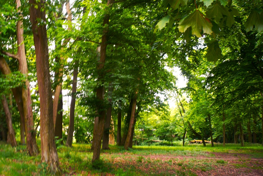 Dymnik zdjęcie nr 333234