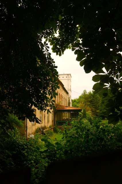 Dymnik zdjęcie nr 333236