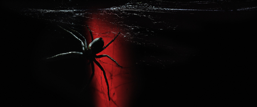 ARACHNOFOBIA - kiedy zacząłem dzielić się na Facebooku zdjęciami pająków, szybko zorientowałem się, jak głęboko
