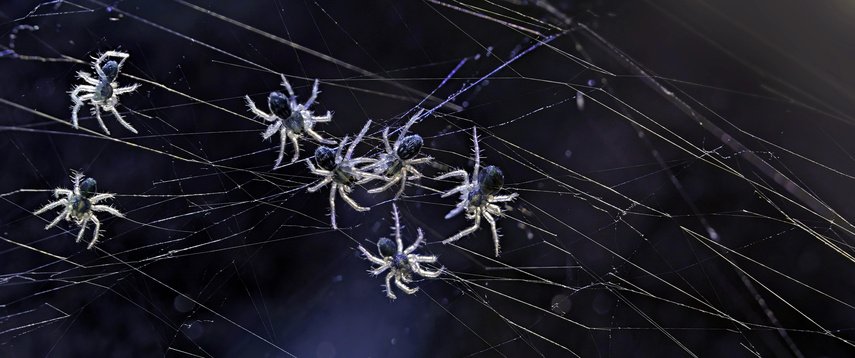 W GRUPIE SIŁA - młodziutkie osobniki darownika przedziwnego (Pisaura mirabilis), po opuszczeniu kokonu,