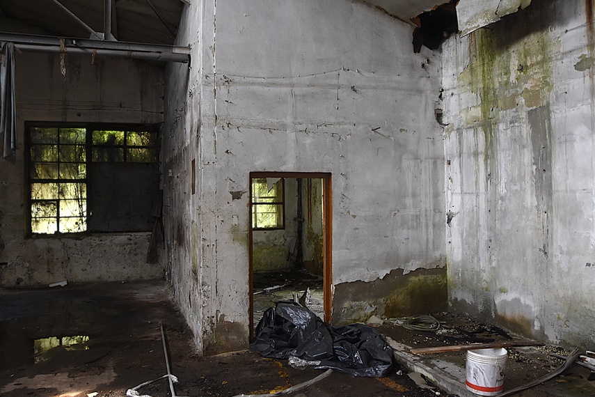 Rośliny wracają do hal po Komnicku zdjęcie nr 334854