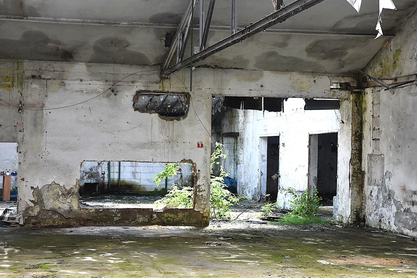 Rośliny wracają do hal po Komnicku zdjęcie nr 334895