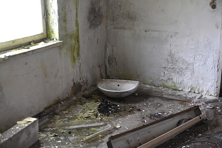 Rośliny wracają do hal po Komnicku zdjęcie nr 334855
