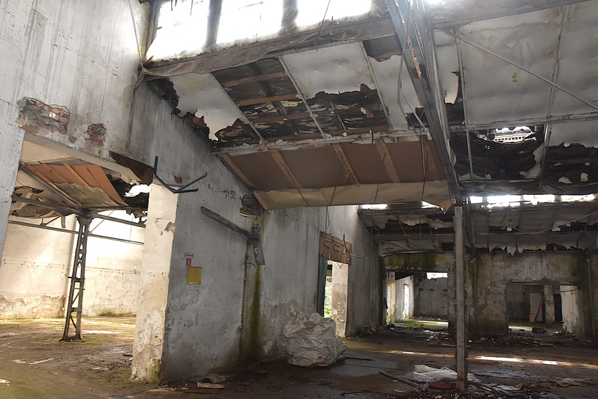Rośliny wracają do hal po Komnicku zdjęcie nr 334853