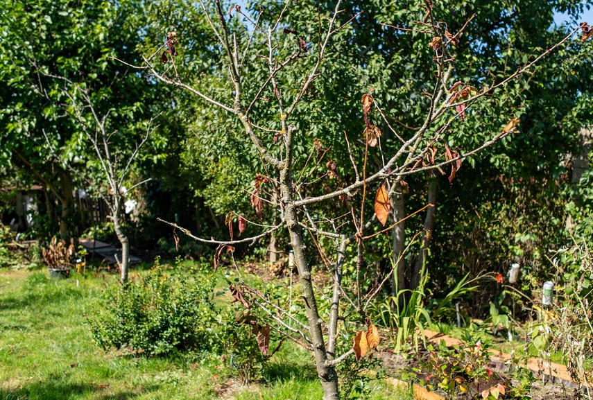 działka zdjęcie nr 336267