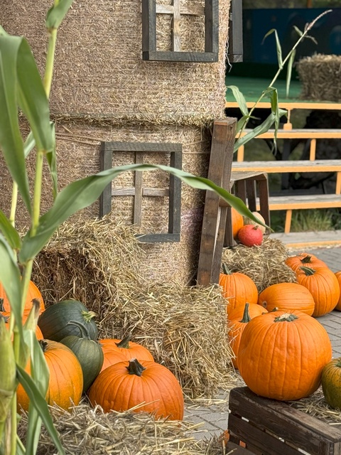 Dyniowa Farma startuje 20 września w Nowej Holandii zdjęcie nr 336822