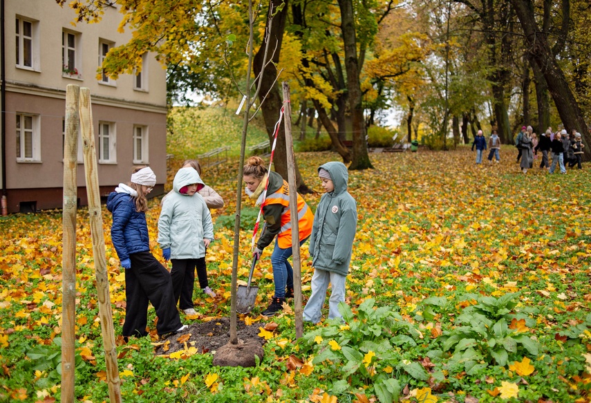 Śliwy, wiśnie i kasztanowce w parku Traugutta zdjęcie nr 338358 Śliwy, wiśnie i kasztanowce w parku Traugutta zdjęcie nr 338358
